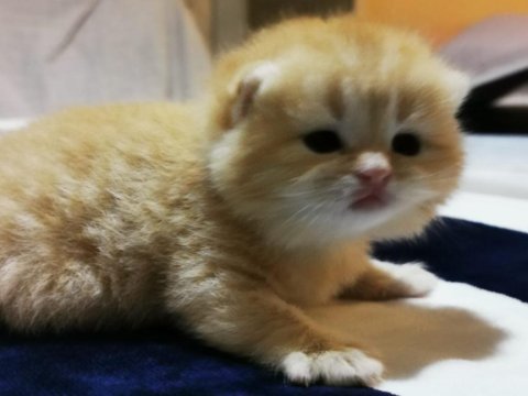Golden shorthair erkek