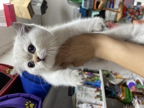 Çok özel british shorthair yavrularımız 