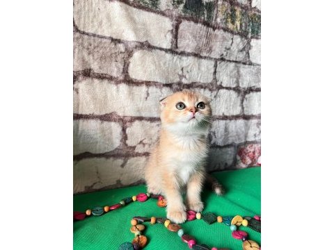 Golden scottish fold