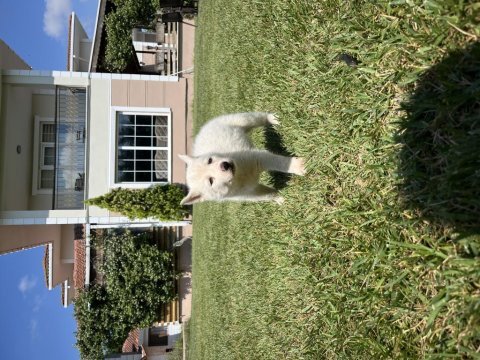 Dişi ve erkek husky yavruları 1 aylık