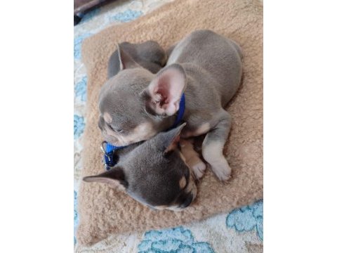 Erkek french bulldog bebek