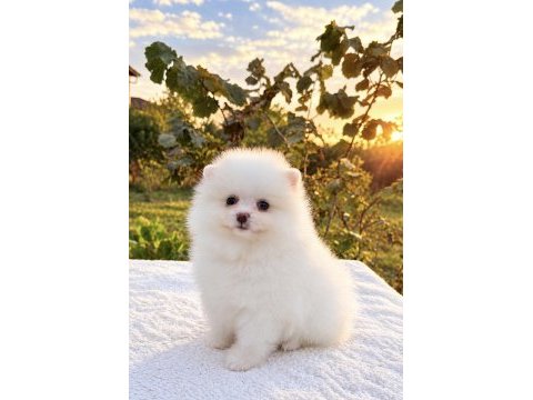 Kusursuz karbeyaz dişi pomeranian boo