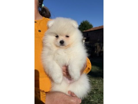 Kartopu gibi ayıcık pomeranian boo
