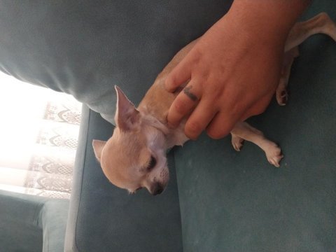 Micro boy chihuahua