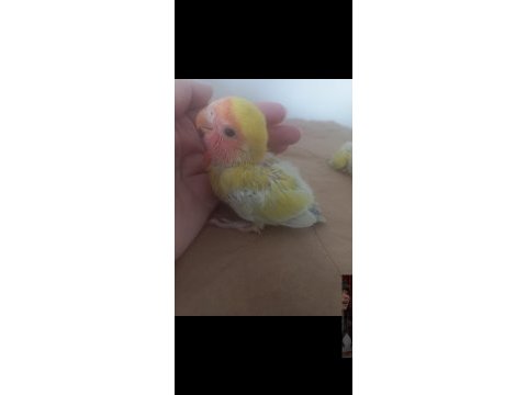 Ele alışık ısırmaz sevda papağanı yavrusu