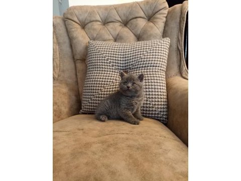 Koca kafalı yavru british shorthair