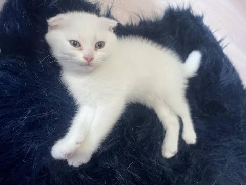 1.5 aylık scottish fold yavrular
