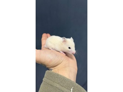 Her renkte gonzales hamster