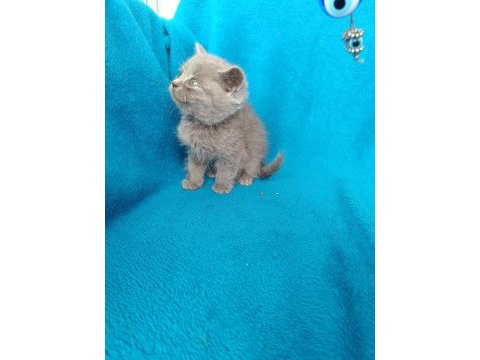 British shorthair bal gözlü yavrular