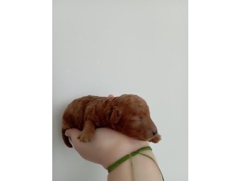 Toy poodle yavrumuz