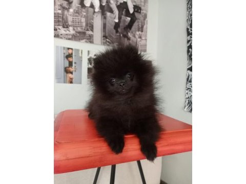 Bu pomeranian yavrular kaçmaz