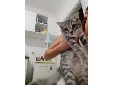 Sokağa atılan kedimiz çok korkuyor acil yuva
