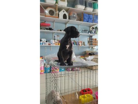 A kalite cane corso bebek kayseri
