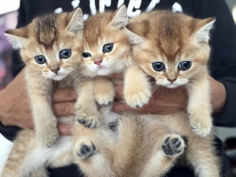 En güzel golden british shorthair yavrularımız