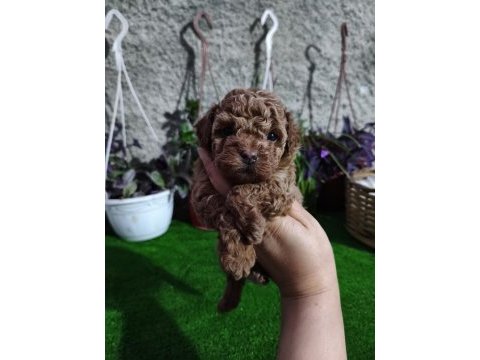 Dişi poodle yavrumuz