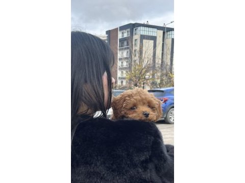 Sevimli kore toy poodle bebekler
