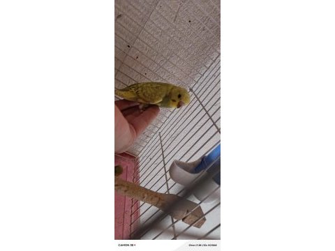Ele kola alıştırmalık yavru muhabbet kuşu bulunur