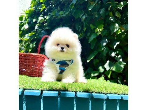 Mersin pomeranian boo yavruları