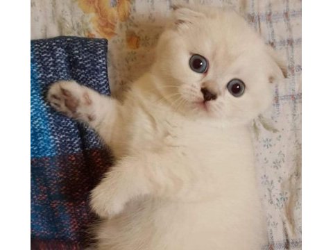 Safkan sağlıklı scottish fold yavru