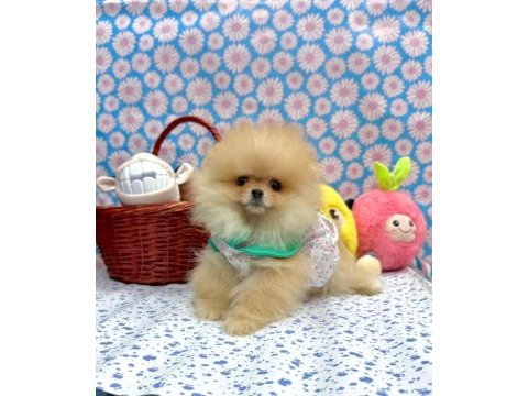 Safkan pomeranian boo yavrularımız