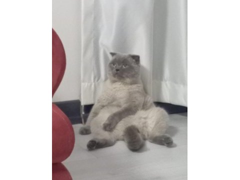 Scottish fold kedime dişi arıyoruz çiftleşecek
