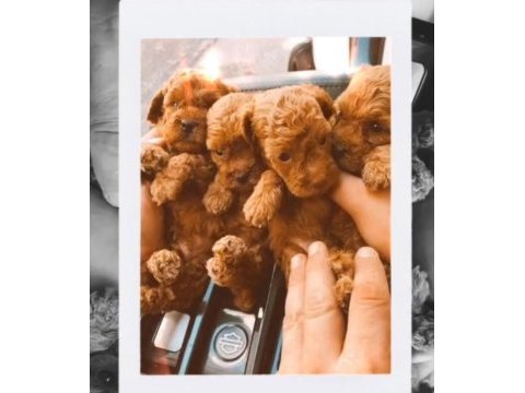 Toy poodle evinizin maskotu olacak