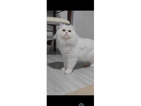 British longhair kedisi