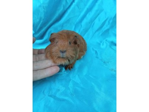 Sheltie ginepig yavrularımızı görmeden karar vermeyin
