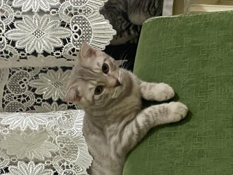 4 aylık kedimiz yuva arıyor