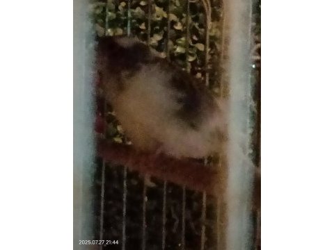 Bu senenin yavrusu bakıcı kanaryalar toptan