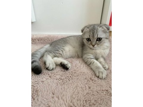 Güzeller güzeli dişi kedilerim yeni ailesini arıyor