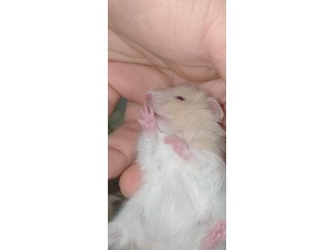 Hamster teddy bear