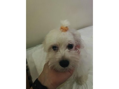 4 aylık çipli maltese terrier
