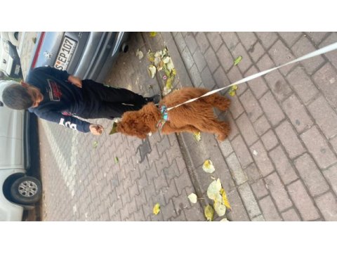 Akıllı ve sevimli coffee coffee poodle