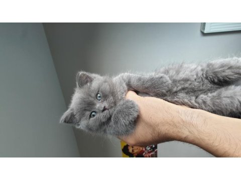 50 günlük dişi british shorthair yavrumuza yuva arıyoruz