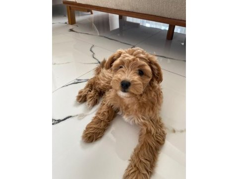 Maltipoo dişi yavru