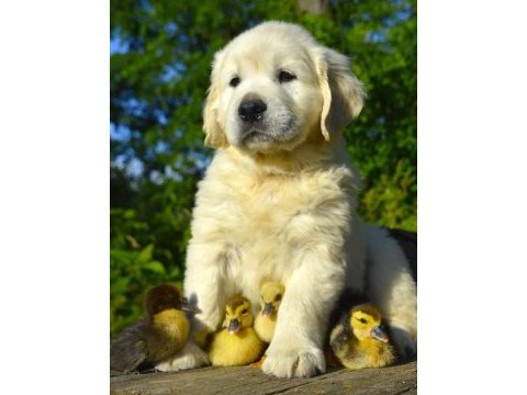 Golden retriever yavrular canlı görerek alabilirsiniz