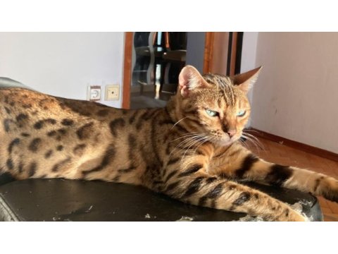 3 yaşında safkan gold dişi bengal kedisi