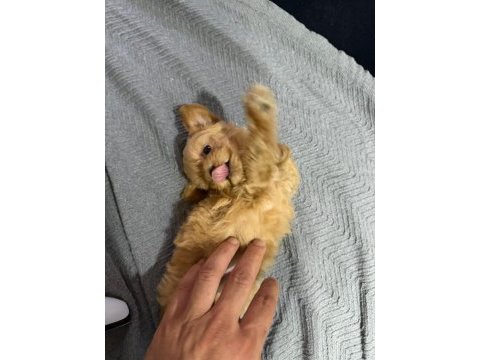 Teacup maltıpoo yavrularımız