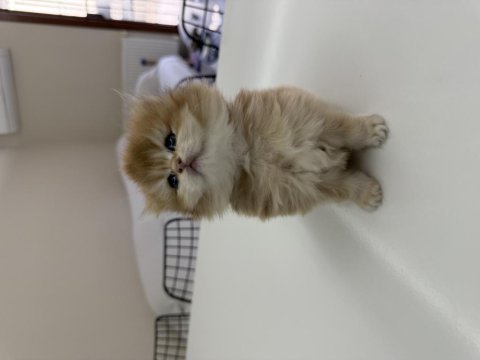 2 dişi ve 2 erkek british longhair