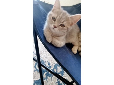 Güzel yavru scottish fold