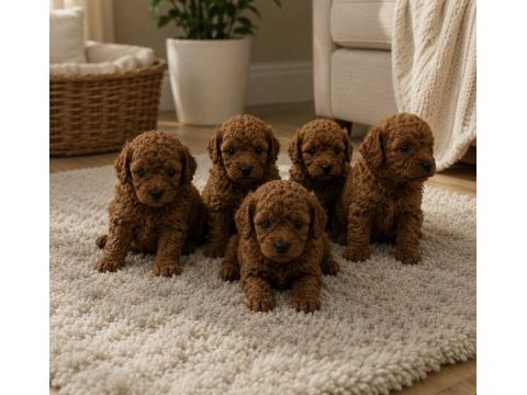Orjinal garantili ev üretimi toy poodle