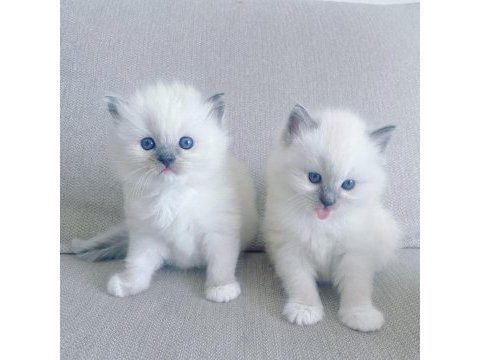 Ragdoll dişi ve erkek yavrular
