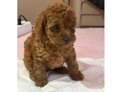 Poodle bebek
