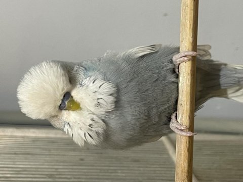 Fethiye muhabbet kuşu show jumbo yavru