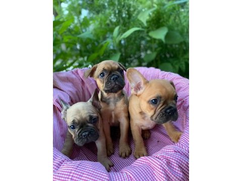 French bulldog yavrular 2 dişi 1 erkek 50 günlük