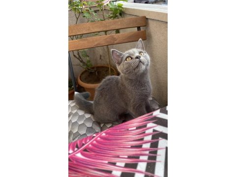 İri yapılı show kalite erkek british shorthair yavru