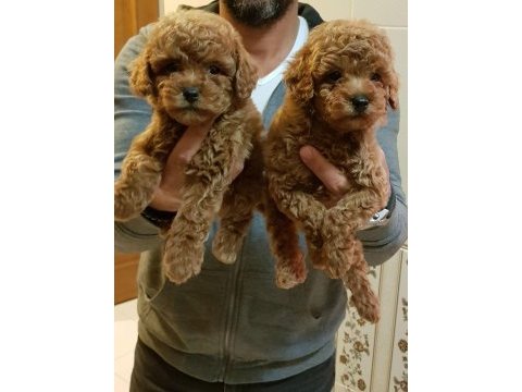 Red brown a kalite orjinal toy poodle yavrular