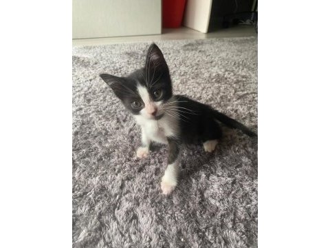 1.5 aylık dişi tekir kedimiz pablo