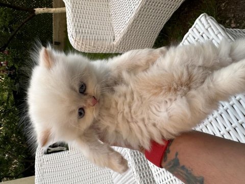 Orjinal british longhair